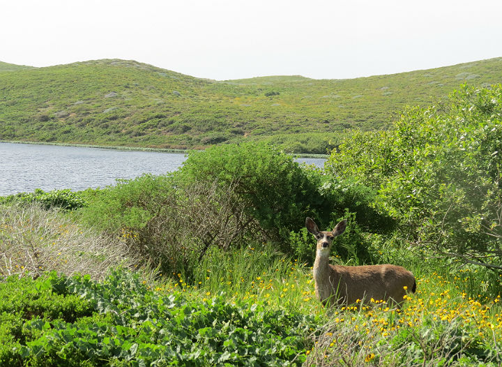 Point Reyes National Seashore